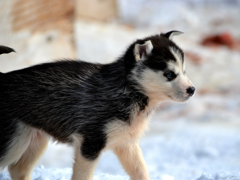 Siberian Husky welpen kaufen züchter - Hunde123.de Hunderassen