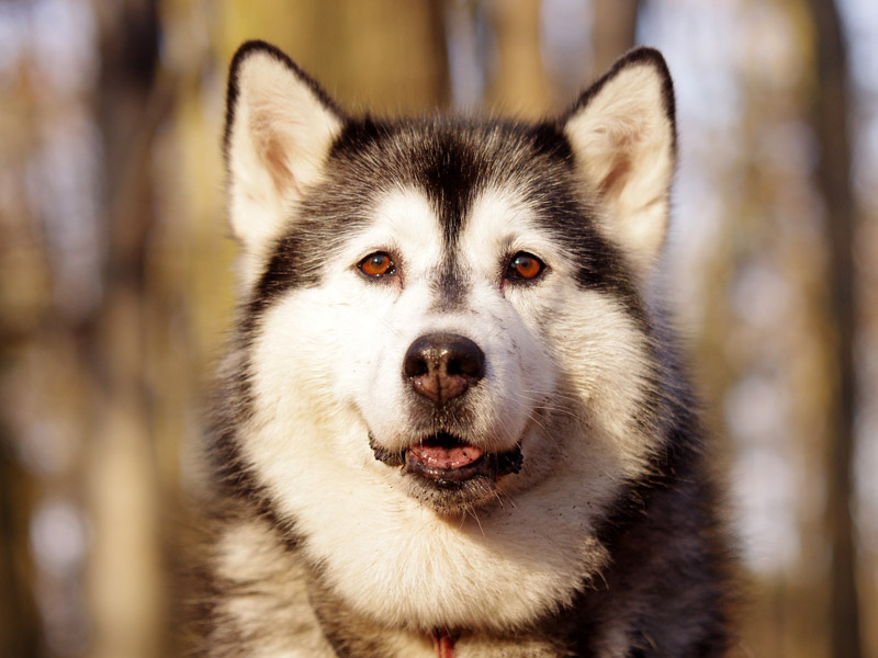 Siberian Husky Bilder Haltung - Hunde123.de Hunderassen