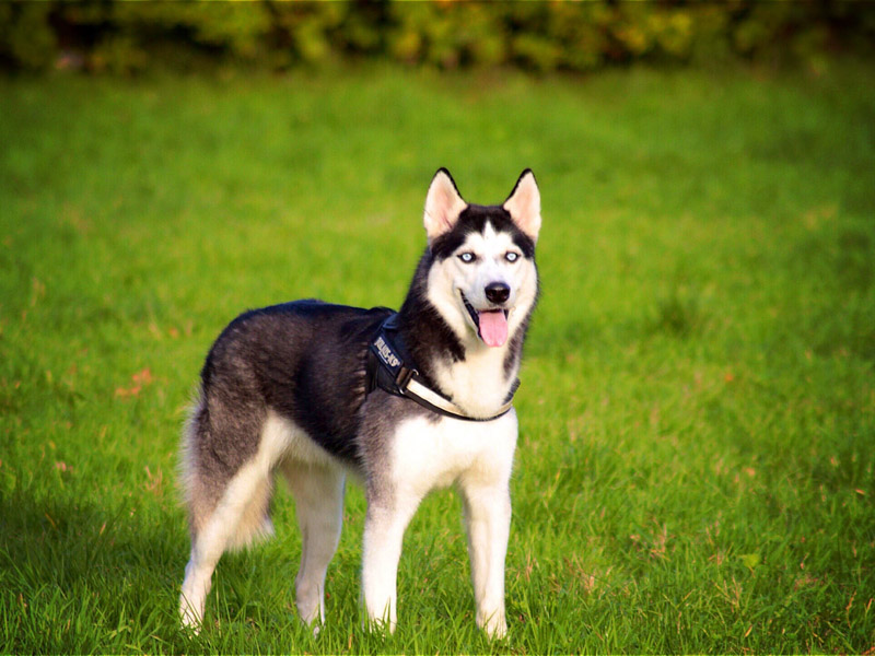 Siberian Husky hundesport wesen erziehung bilder - Hunde123.de Hunderassen