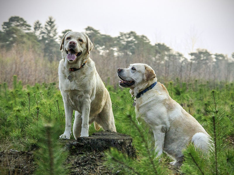 labrador blond info lab auslauf- hunde123.de