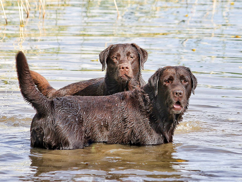 labrador braun apportierhund wasser- hunde123