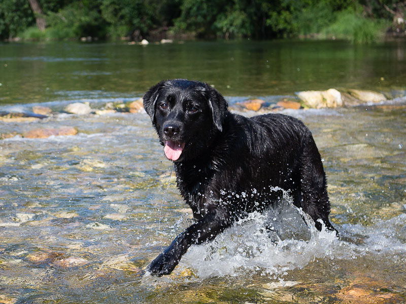 labrador schwarz info -bild - hunde123.de