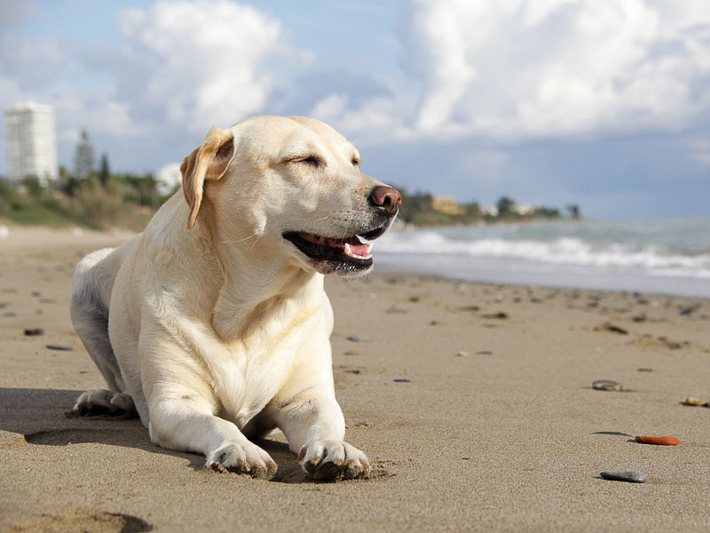 labrador retriever temperament - hunde123.de