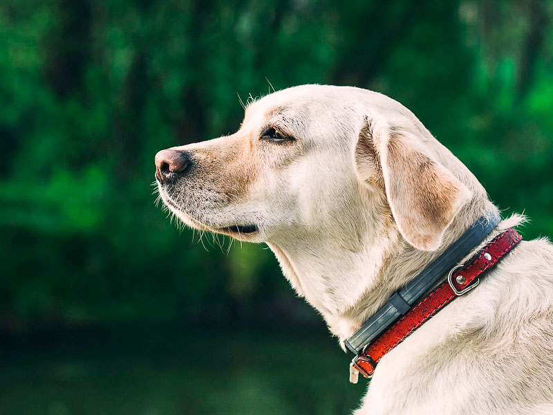 labrador retriever züchter - hunde123.de