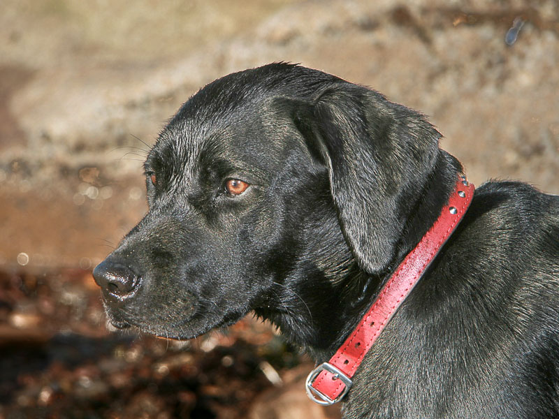 labrador schwarz charakter hunderasse mit bild - hunde123.de