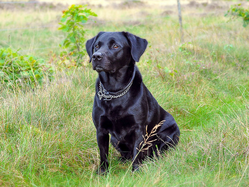 labrador hundezucht - hunde123.de