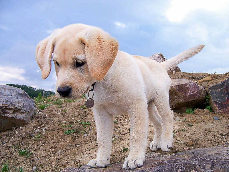 labrador zucht welpen - hunde123.de