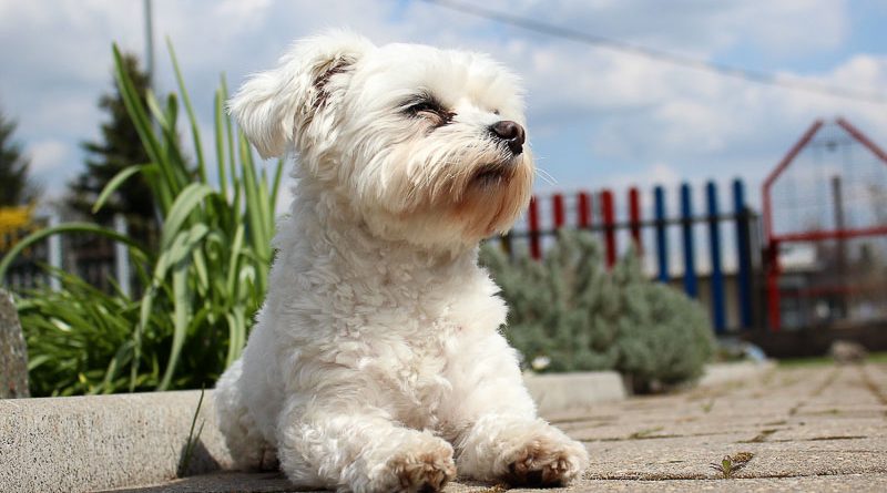 malteser mini Hunderasse Info - Hunde123.de