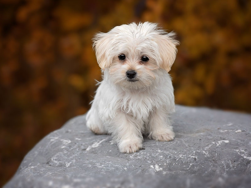 malteser welpe hund - hunderassen mit bild - Hunde123.de