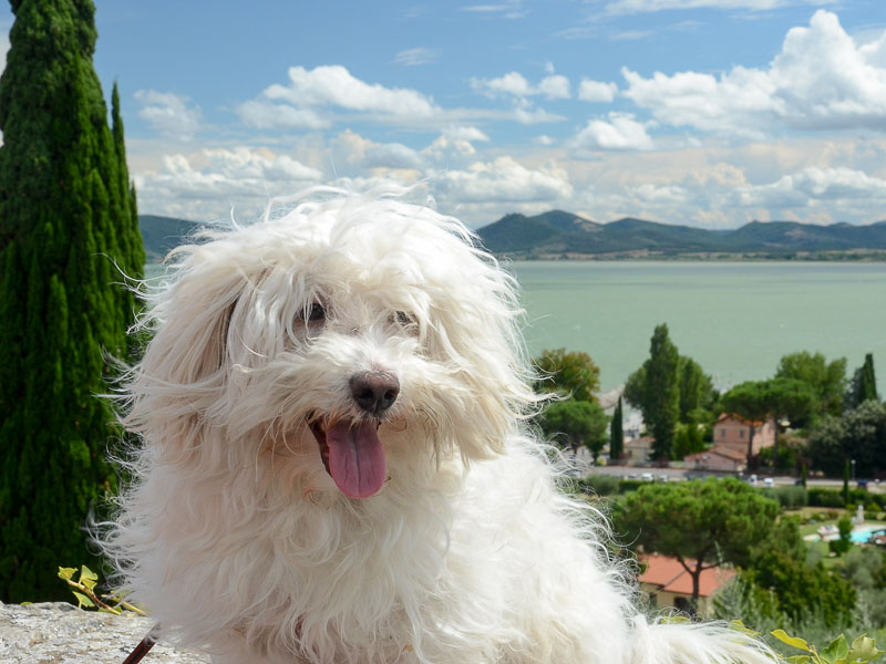 hund malteser - hunderasse profil mit bild - Hunde123.de