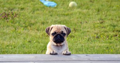 mops english pug info - Hunde123.de