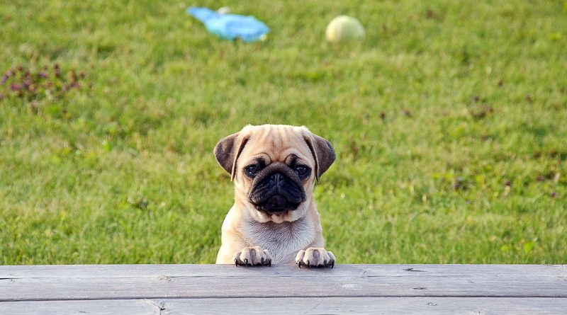 mops english pug info - Hunde123.de