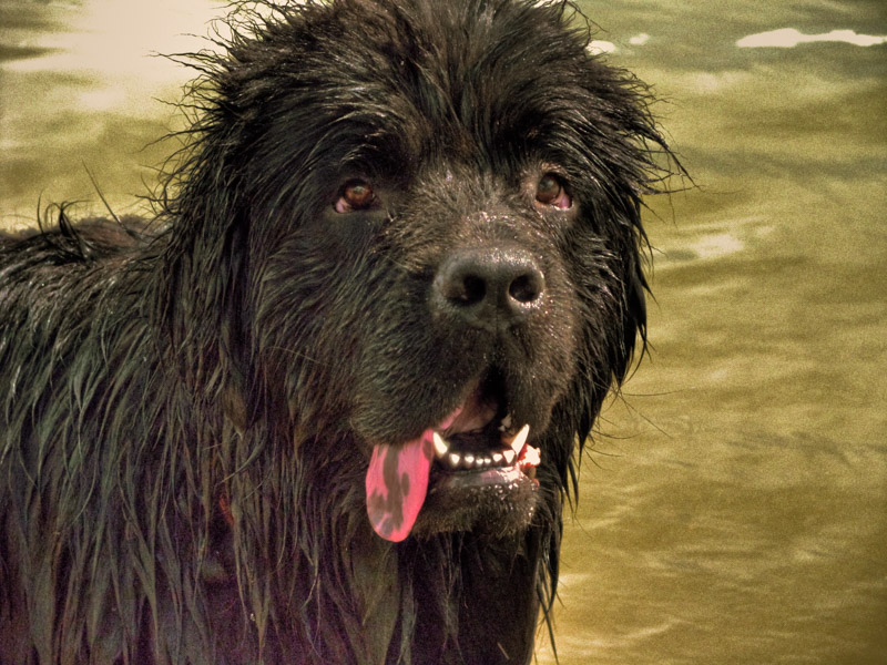 Neufundländer im wasser erziehung bilder - Hunde123.de Hunderassen