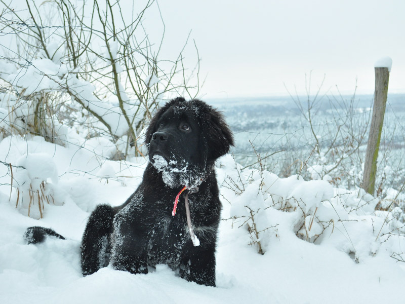 Neufundländer im Schnee fellpflege erziehung - Hunde123.de Hunderassen