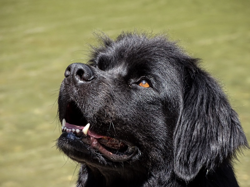 Neufundländer auslauf pflege - Hunde123.de Hunderassen