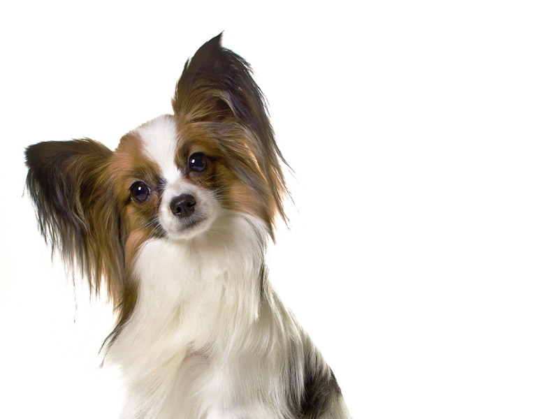 papillon fellpflege erziehung - Hunde123.de Hunderassen