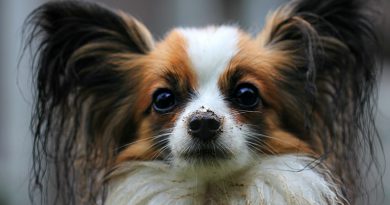 Hunderasse papillon Information kaufen - Hunde123.de Hunderassen