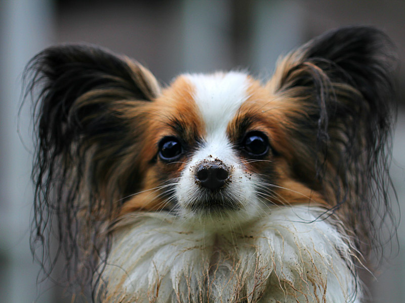 Hunderasse papillon Information kaufen - Hunde123.de Hunderassen