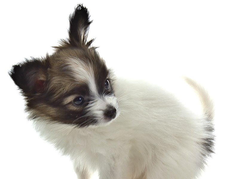 papillon welpen kaufen bilder - Hunde123.de Hunderassen