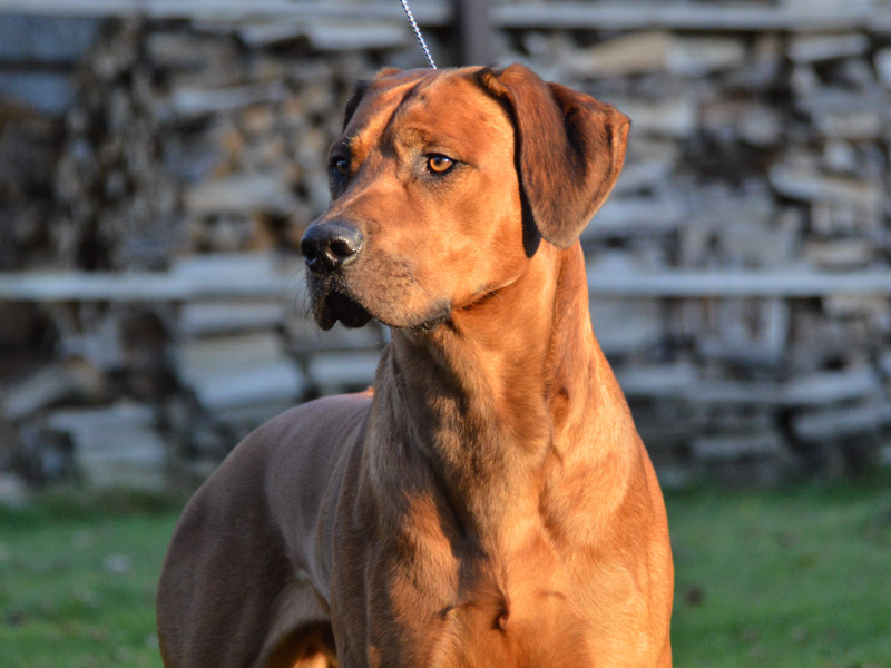 Rhodesian Ridgeback information wesen - Hunde123.de Hunderassen