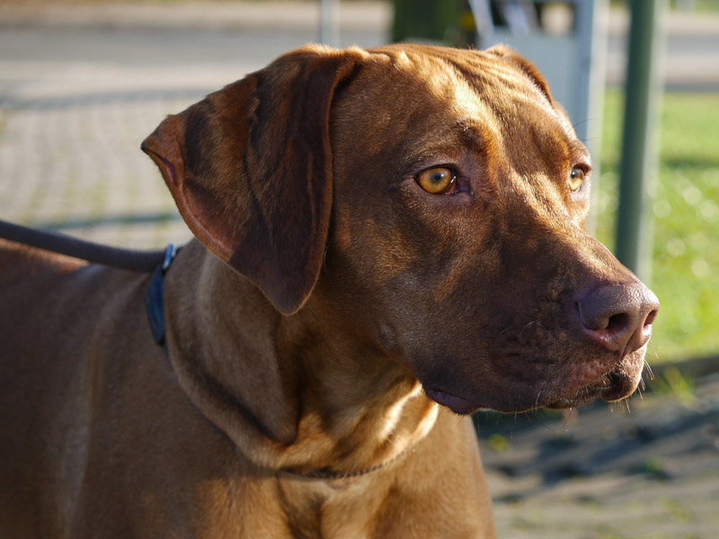 Rhodesian Ridgeback charakter wesen - Hunde123.de Hunderassen