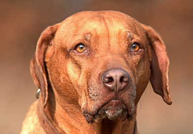 Rhodesian Ridgeback auslauf pflege - Hunde123.de Hunderassen