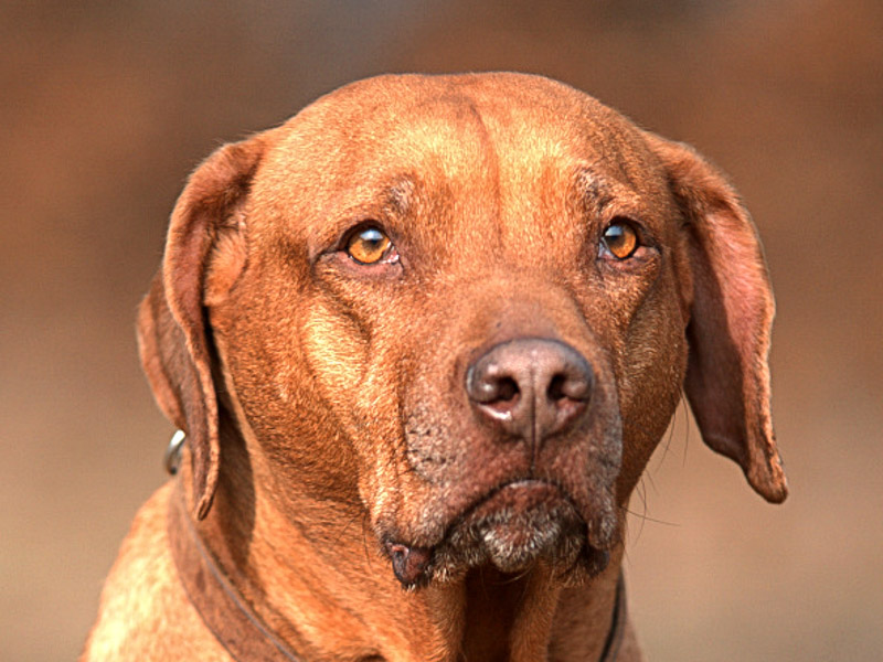 Rhodesian Ridgeback auslauf pflege - Hunde123.de Hunderassen