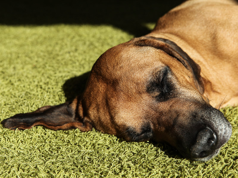 Rhodesian Ridgeback fellpflege erziehung - Hunde123.de Hunderassen