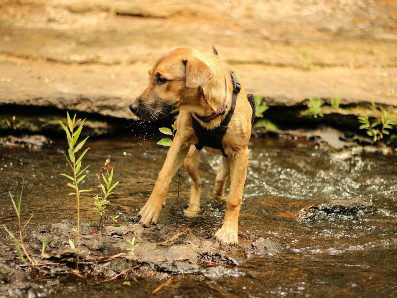 Rhodesian Ridgeback welpe zucht züchter kaufen züchter - Hunde123.de Hunderassen