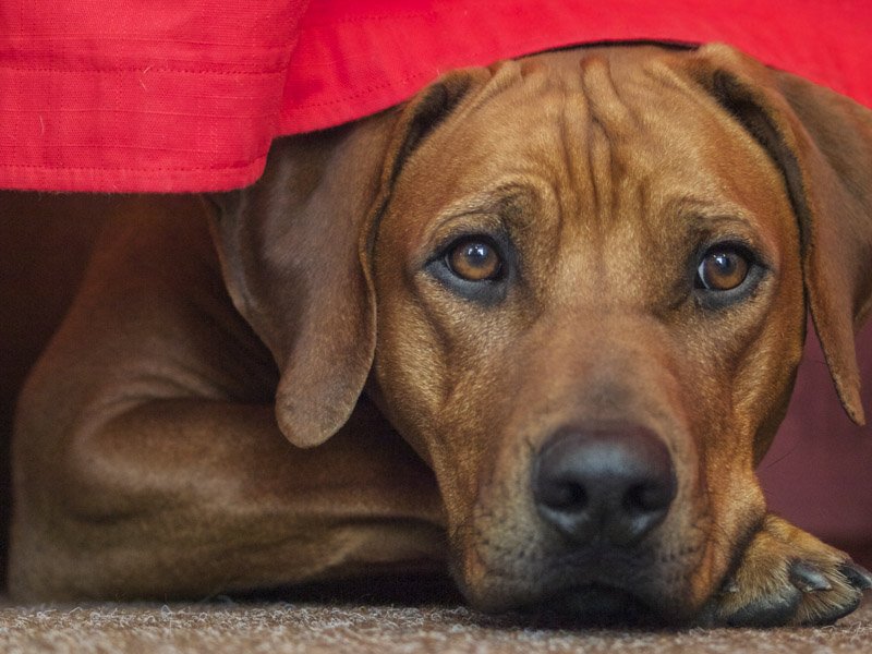 Rhodesian Ridgeback Krankheiten Lebenserwartung - Hunde123.de Hunderassen