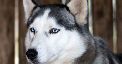 Hunderasse Siberian Husky Information kaufen - Hunde123.de Hunderassen