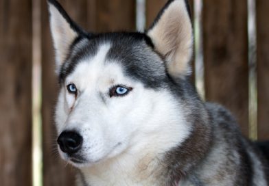 Hunderasse Siberian Husky Information kaufen - Hunde123.de Hunderassen