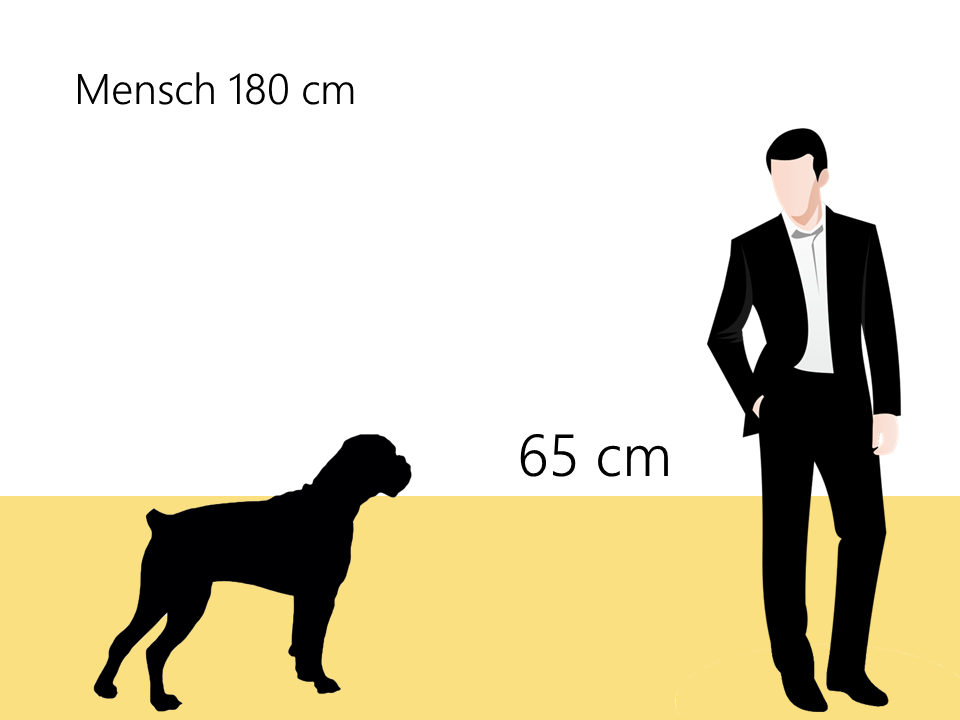 bordeaux dogge größe größenvergleich - Hunde123.de
