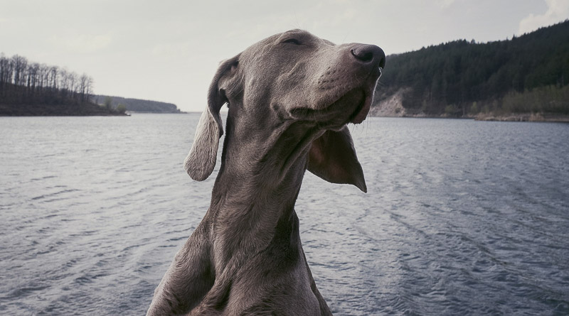 Weimaraner Hunderasse Info Lebensdauer - Hunde123.de