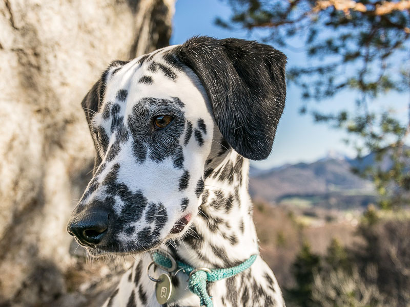 wie alt werden dalmatiner - wesen bilder - hunde123.de