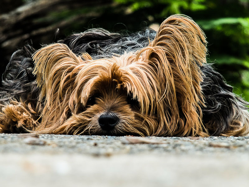 wie alt werden yorkshire terrier hunderasse - hunde123.de