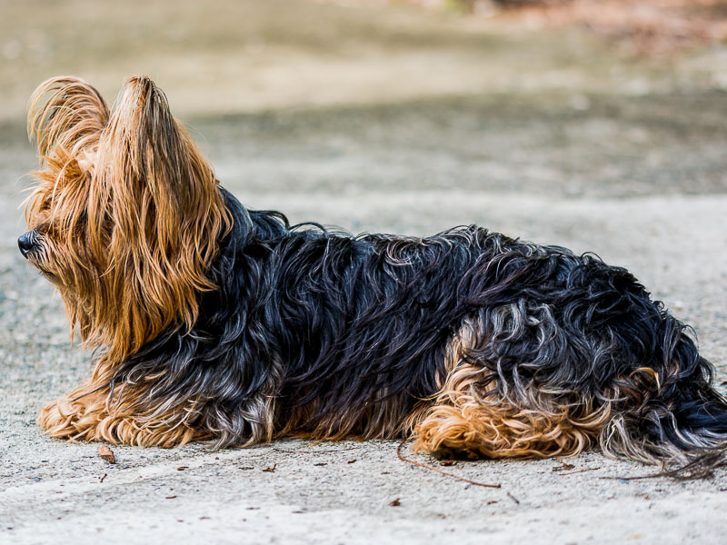 yorkshire terrier gewicht auslauf fressen - hunde123.de