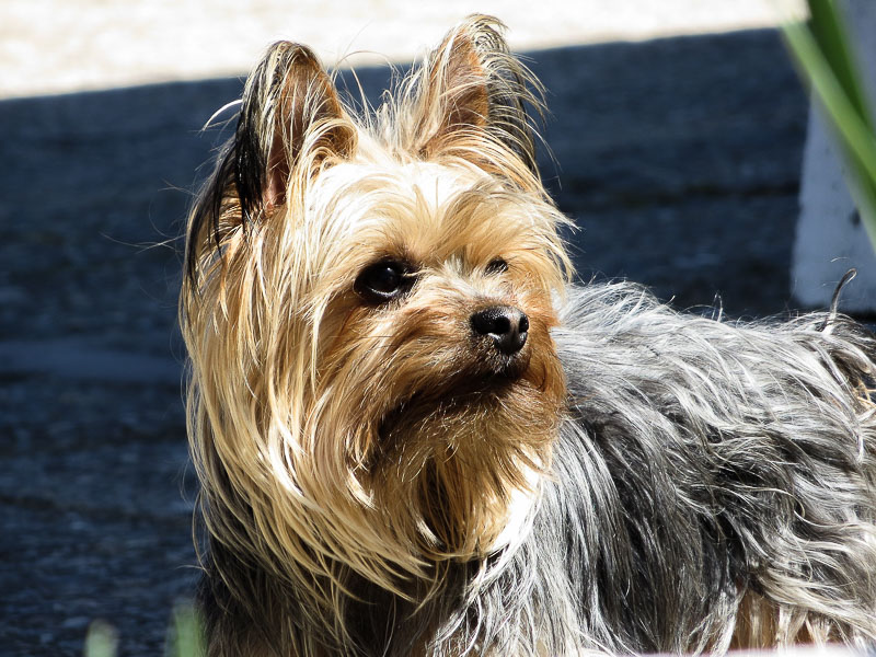 yorki terrier yorkshire haltung - Hunde123.e