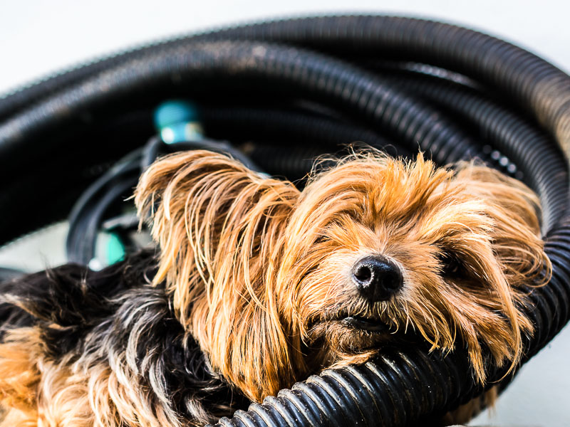 mini yorkshire terrier züchter welpe - hunde123.de