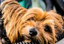 yorkshire terrier hunderasse info - Hunde123.de