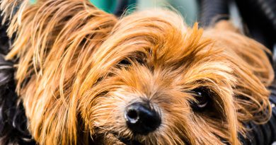 yorkshire terrier hunderasse info - Hunde123.de