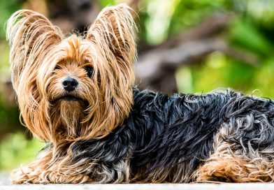 yorkshire terrier lebenserwartung Info Hunderasse - Hunde123.de