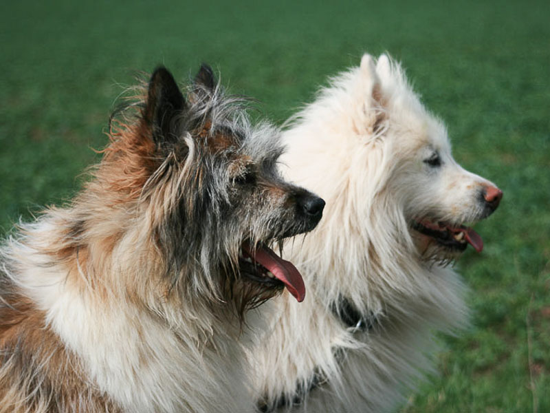 Elo Hunderasse Erziehung Haltung Wesen Gesundheit - Hunde123.de