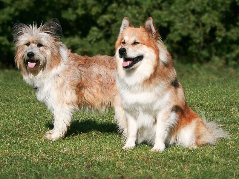 Elo Zucht Welpen kauf Preis Ernährung - Hunde123.de