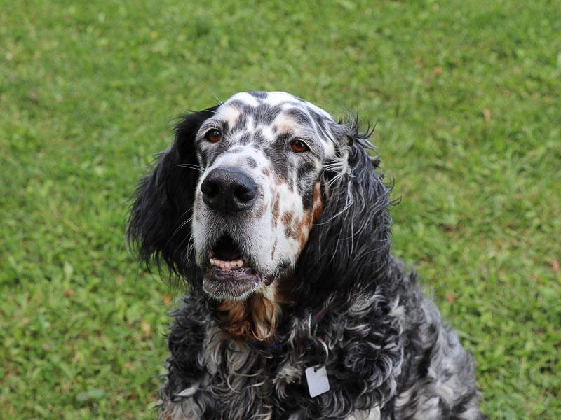 English Setter Auslauf Haltung Wesen Charakter Hunderasse - Hunde123.de