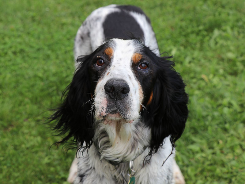 English Setter Hund jagen spielen Hunderasse - Hunde123.de