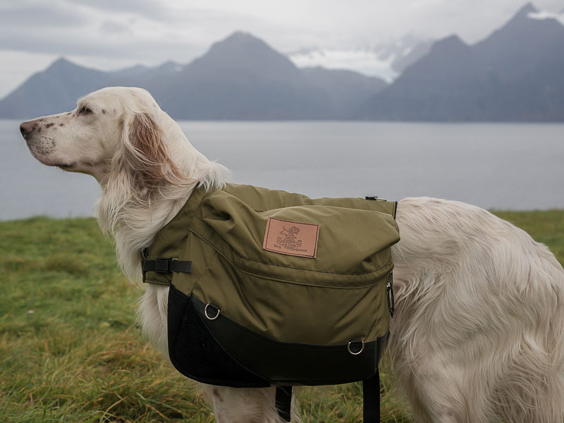 English Setter hunderasse info alter Krankheiten - Hunde123.de