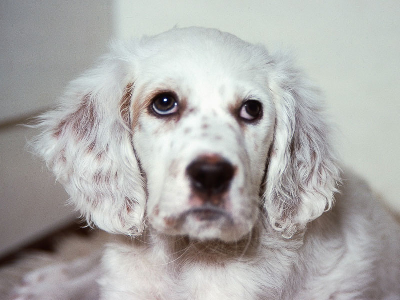 English Setter Welpen Zucht Kauf Preis - Hunde123.de