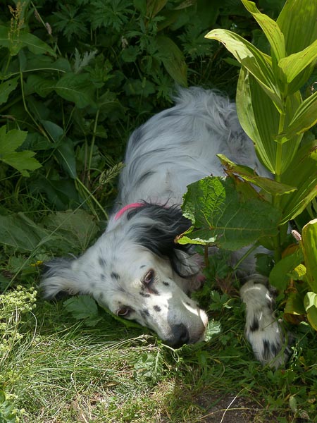 English Setter Zucht Preise Kauf Züchter - Hunde123.de