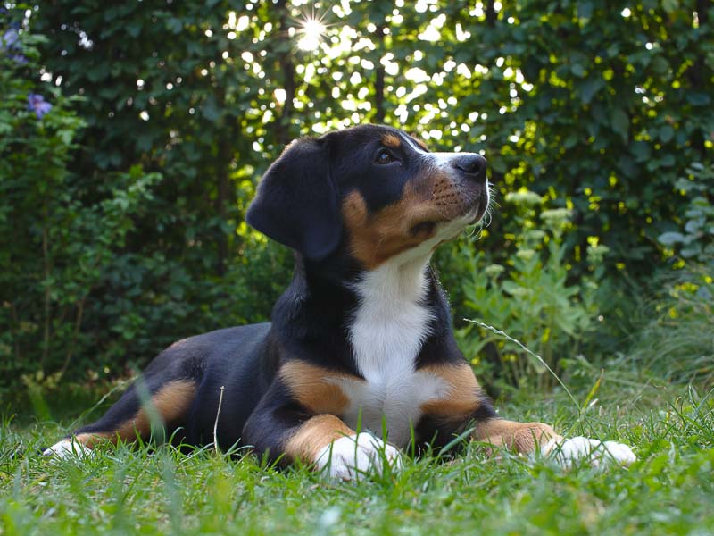 Entlebucher Sennenhund Auslauf